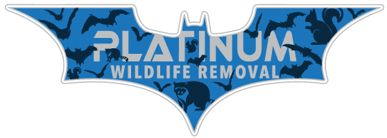 Lenawee County Wildlife Removal